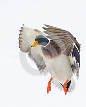 Incoming Drake Mallard