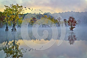 Incoming Ducks and Reflection