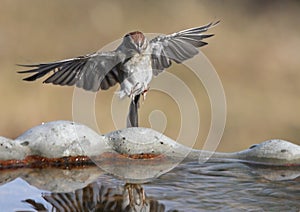 Incoming Sparrow