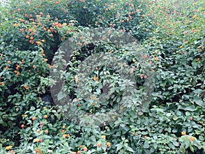 An incomparable exquisite snapshot of lantana shrubs with green leaves, yellowish orange colored flowers