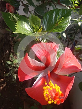 An incomparable snapshot of a decorative plant having red hibiscus flower