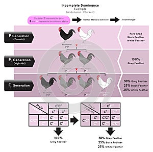 Incomplete Dominance Infographic Diagram example andalusian chicken