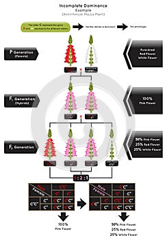 Incomplete Dominance Infographic Diagram with example of antirrhinum majus