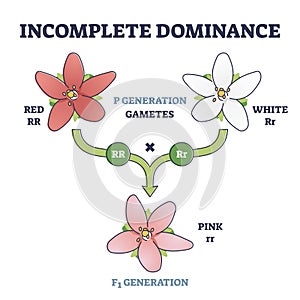 Incomplete dominance and new generation alleles variants outline diagram photo