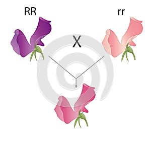 Incomplete dominance. Plant phenotype illustration