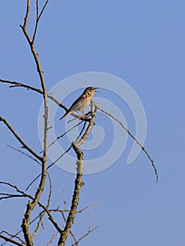 An inconspicuous bird of Czech rivers and ponds with a beautiful voice. photo