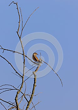 An inconspicuous bird of Czech rivers and ponds with a beautiful voice. photo