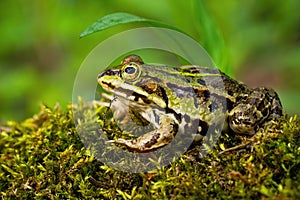 Inconspicuous edible frog hiding below a green leaf in summer photo