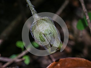 Inconspicuous flower of the European wild ginger photo