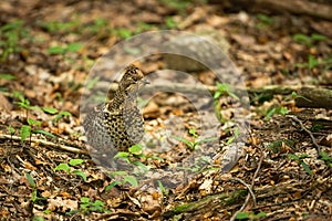 Inconspicuous hazel grouse standing on dry leafs in forest