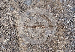 An inconspicuous snake lies on the road it is the common Cottonmouth photo