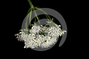 Inconspicuous wild flower with small white flowers photo