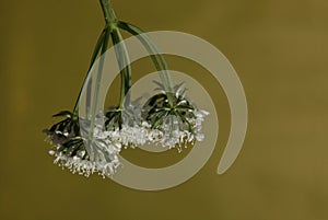 Inconspicuous wild flower with small white flowers photo