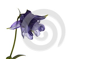 Inconspicuous wild flower on a white background