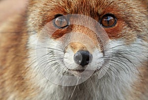 Fox photo