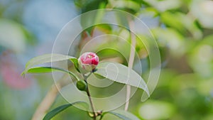 Incredible Beautiful Camellia. Light Pink Camellia Flower On Camellia Bush In Garden.