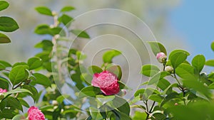 Incredible Beautiful Camellia. Light Pink Camellia Flower On Camellia Bush In Garden.