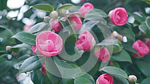 Incredible Beautiful Camellia. Light Pink Camellia Flower On Camellia Bush In Garden.