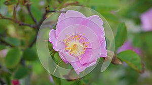 Incredible beautiful and fragrant Rosa rubiginosa flower on green foliage background. The tea made from the hips of this rose is v