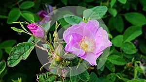 Incredible beautiful and fragrant Rosa rubiginosa flower on green foliage background. The tea made from the hips of this rose is v