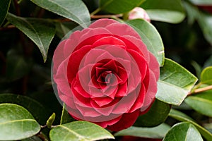 Incredible beautiful red camellia - Camellia japonica, known as common camellia or Japanese camellia photo