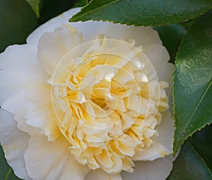 Incredible beautiful white camellia, Camellia japonica Nobilissima in bloom.