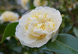 Incredible beautiful white camellia - Camellia japonica Nobilissima. photo