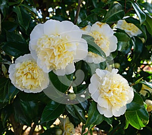 Incredible beautiful white camellia - Camellia japonica Nobilissima in bloom.