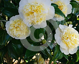 Incredible beautiful white camellia - Camellia japonica Nobilissima in bloom. photo