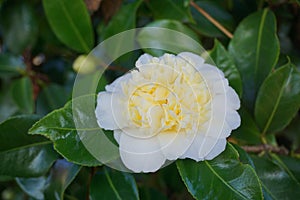 Incredible beautiful white camellia, Camellia japonica Nobilissima in bloom.