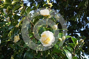 Incredible beautiful white camellia, Camellia japonica Nobilissima in bloom.