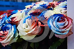 Close-up beautiful bouquet of unusual flowers - blue, red and white roses