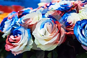 Incredible beauty of multi-colored roses - close-up view