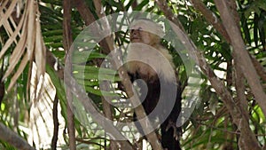 Incredible Central American white-faced capuchin monkey climbing a tree