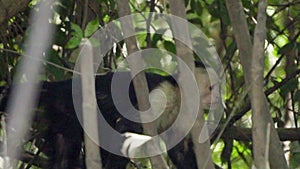 Incredible Central American white-faced capuchin monkey walking in jungle forest