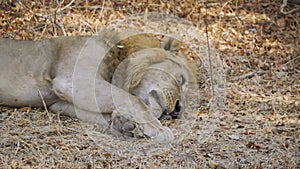 Incredible close-up of a beautiful wild lion resting