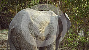 Incredible close-up of a group of wild African elephants