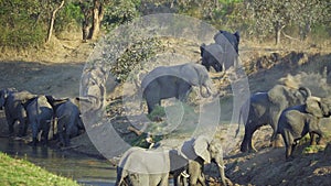 Incredible close-up of a group of wild African elephants