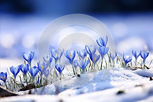 Incredible Colorful Spring Flowers Surprising Viewers by Blooming Under the Blanket of Snow