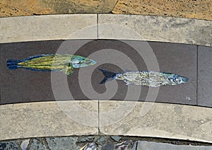 Incredible fish around the outside of a beautiful mosaic in Manarola, northern Italy.