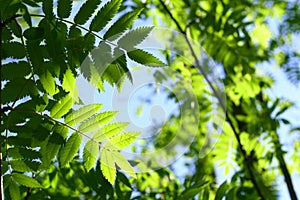 Incredible green leaf foliage