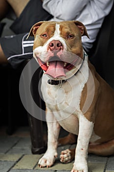 Incredible and happy pitbull in the floor photo