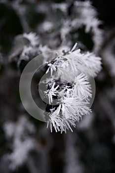 Incredible hoar frost icicles on a blackberry bush