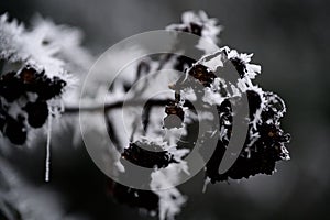 Incredible hoar frost icicles on a blackberry bush