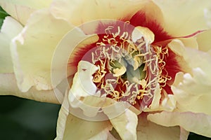 Bartzella Peony photo