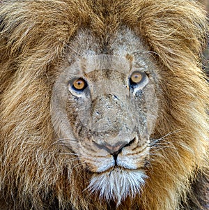 Incredible lion