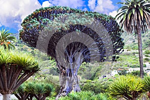 landmarks of Tenerife - famous Dragon tree in Icod de los Vinos, botanical garden photo