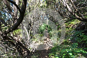 Incredible path in nature of Madeira island photo