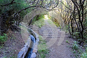 Incredible path in nature of Madeira island photo