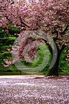 Incredible scene - Cherry blossom snow